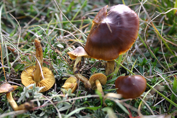 Cortinarius norvegicus   Hiland